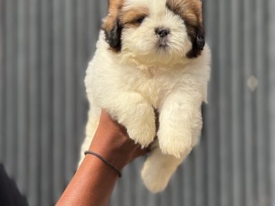 331cc5ae-f437-48e0-bc23-c31ecd5f932b