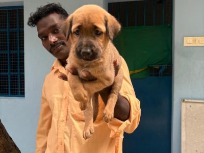 337d6837-fe53-4188-9738-111e1176a9b7