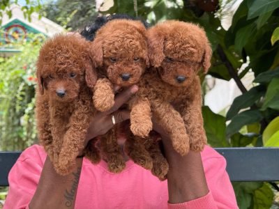 517aac8c-4a56-455d-8c96-bec12fca48e1