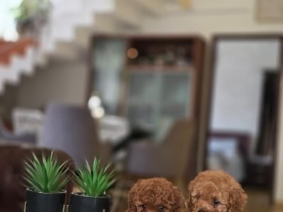 fdd2dbb1-b20a-4088-aa09-f0eefef56201